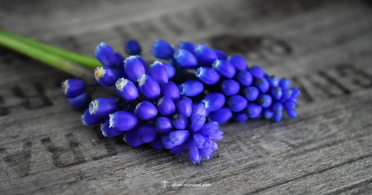 Wood Crate Guide - Pixel Survival