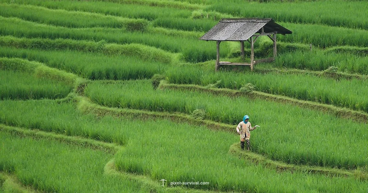 Farms Terraria Guide - Pixel Survival