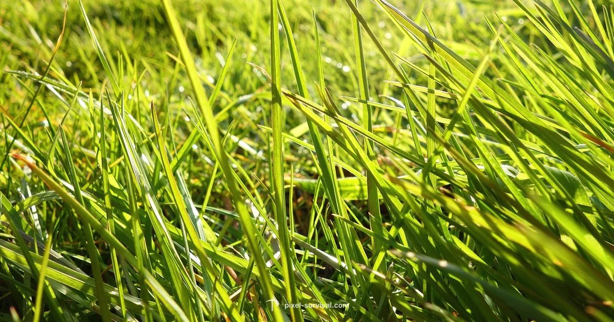 Biome Blade Guide - Pixel Survival