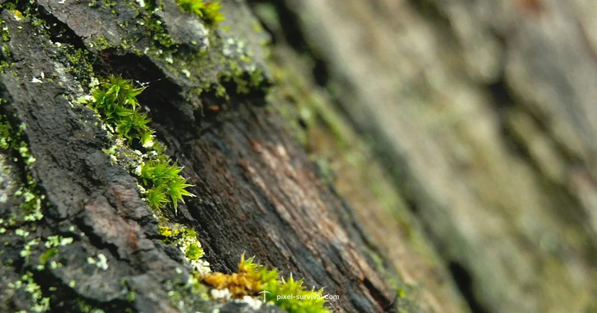 Terraria Zoom Tips - Pixel Survival