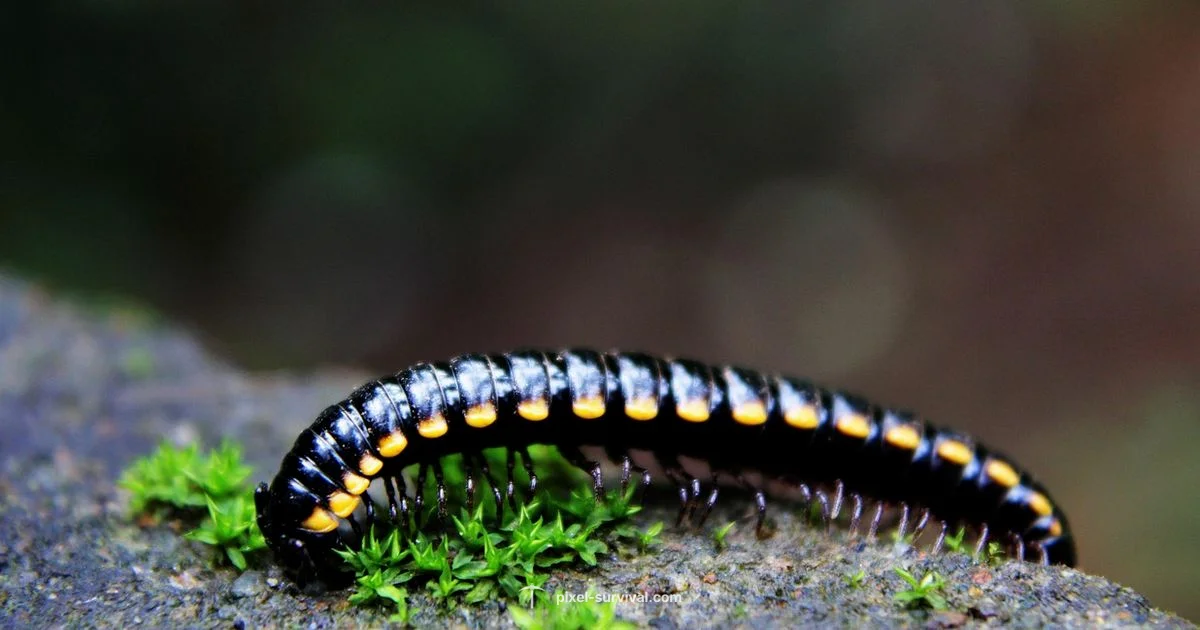 Worms in Terraria - Pixel Survival