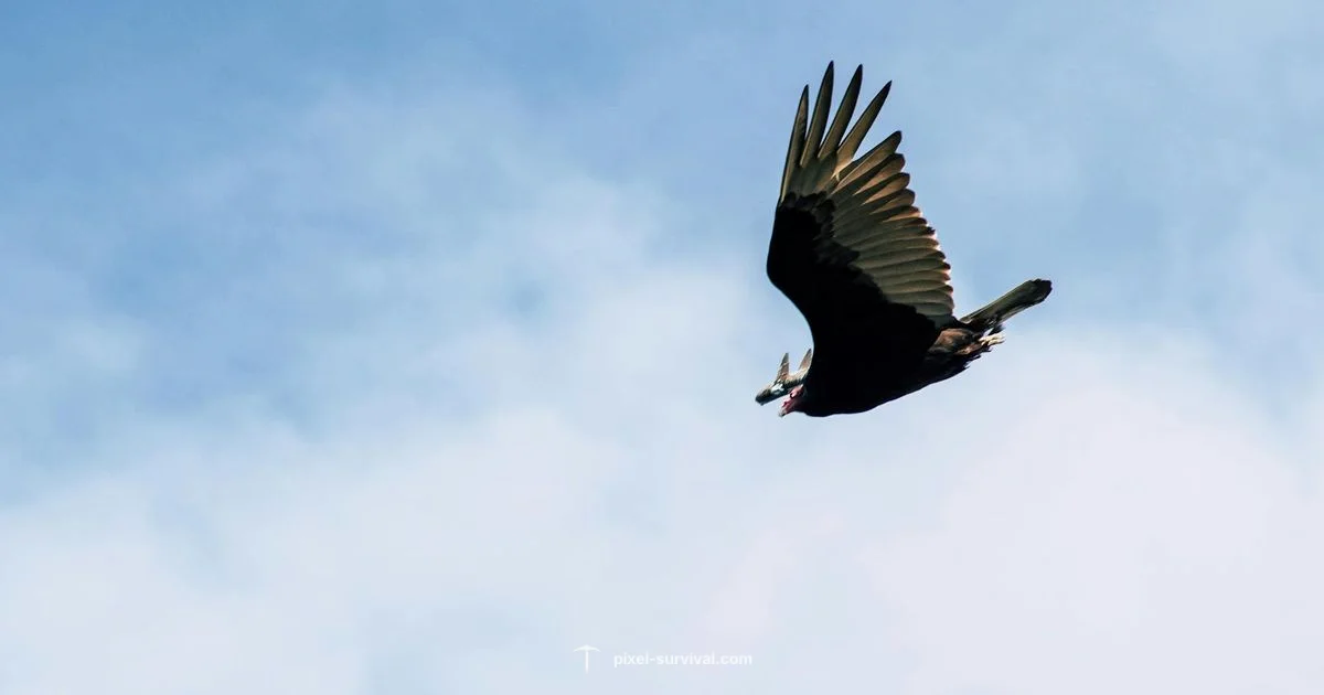 Bone Wings Guide - Pixel Survival