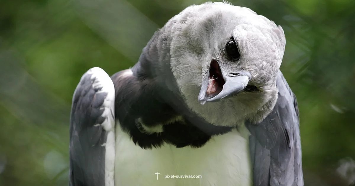 Harpy Tactics - Pixel Survival