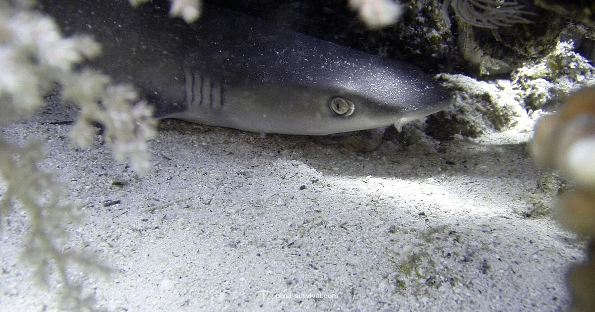 Terraria Shark Statue Guide - Pixel Survival