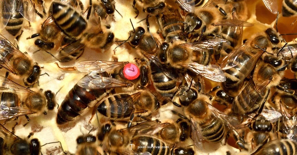 Queen Bee Boss Guide - Pixel Survival