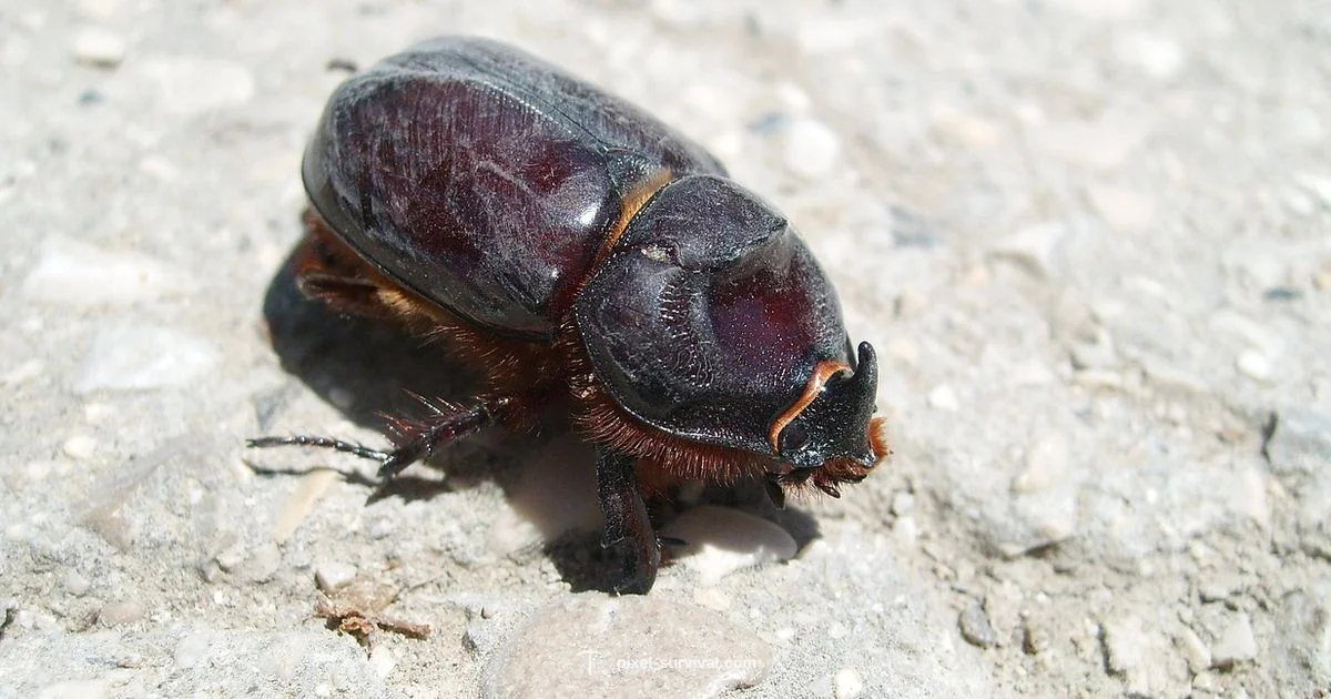 Beetle Armor Guide - Pixel Survival