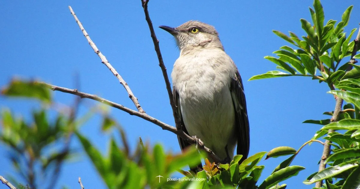 Wyvern Spawn Guide - Pixel Survival