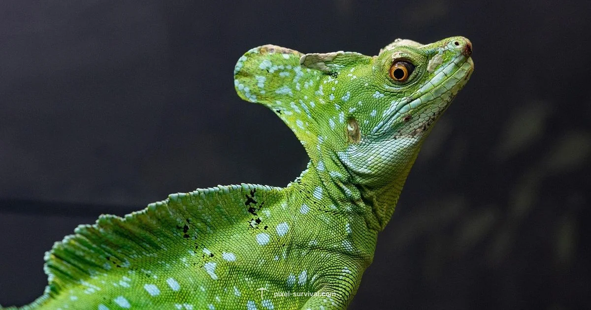 Jungle NPC Guide - Pixel Survival