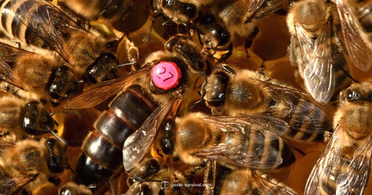 Queen Bee Drops - Pixel Survival