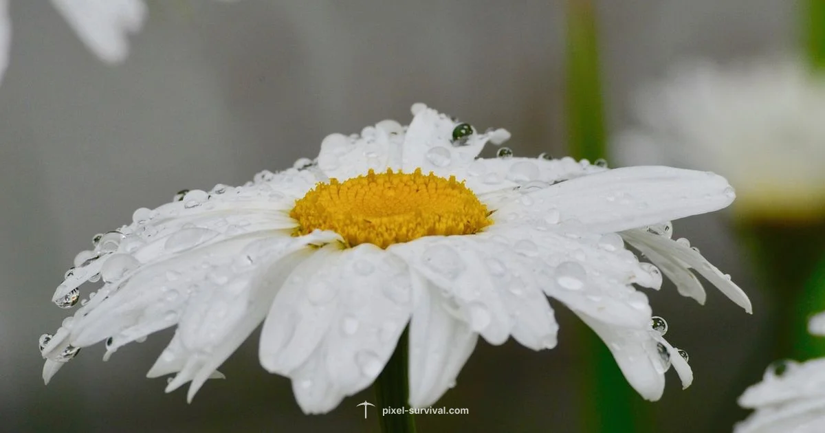 Terraria Weather - Pixel Survival