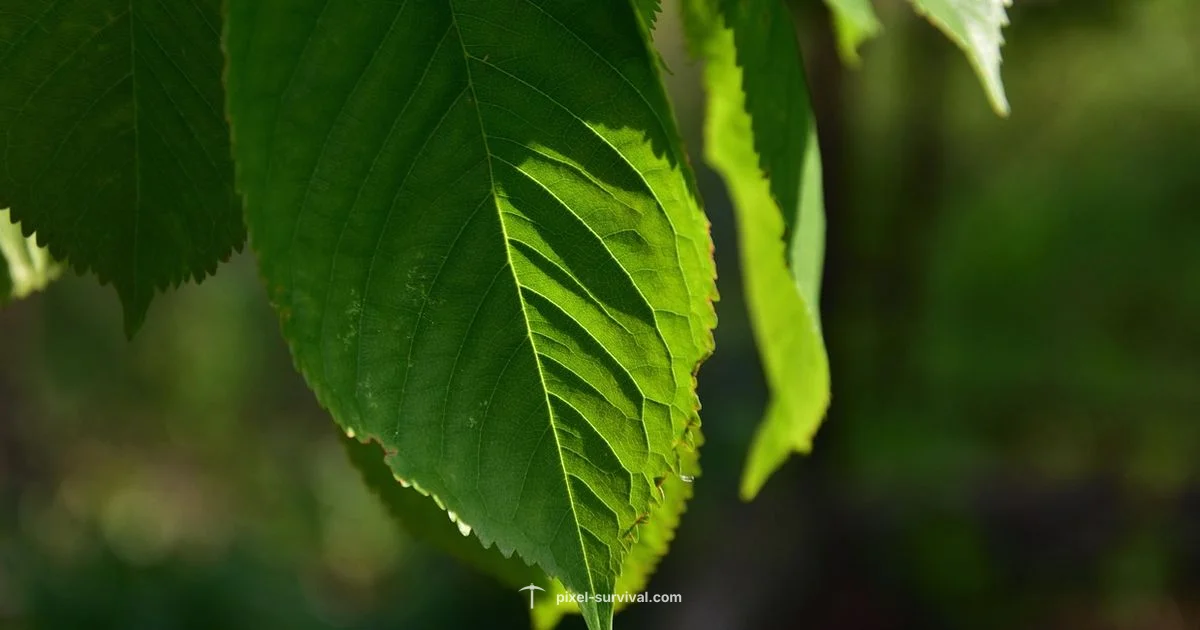 Blade Staff Viability - Pixel Survival