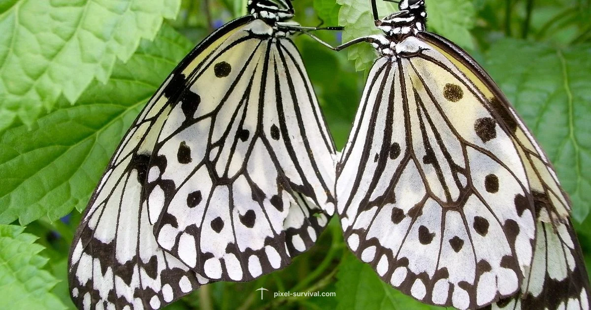 Nymph Encounter Nymph Encounter - Pixel Survival