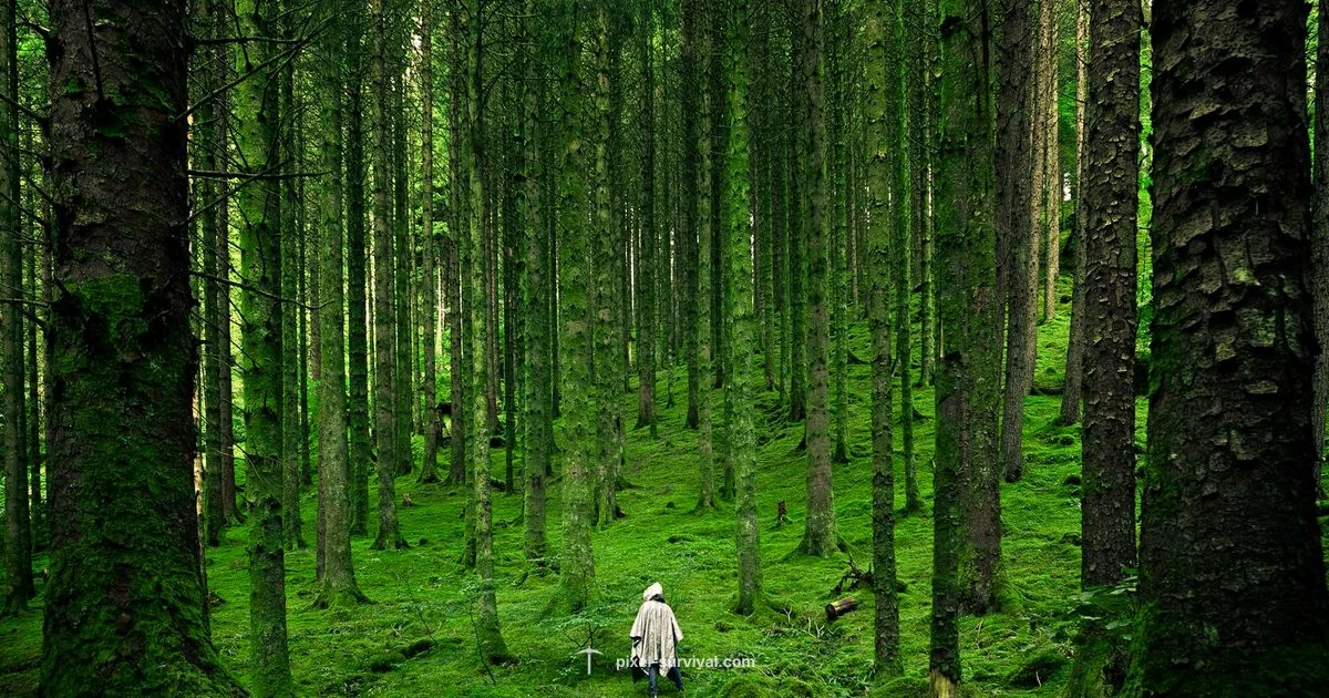 YoYo Terraria Guide - Pixel Survival