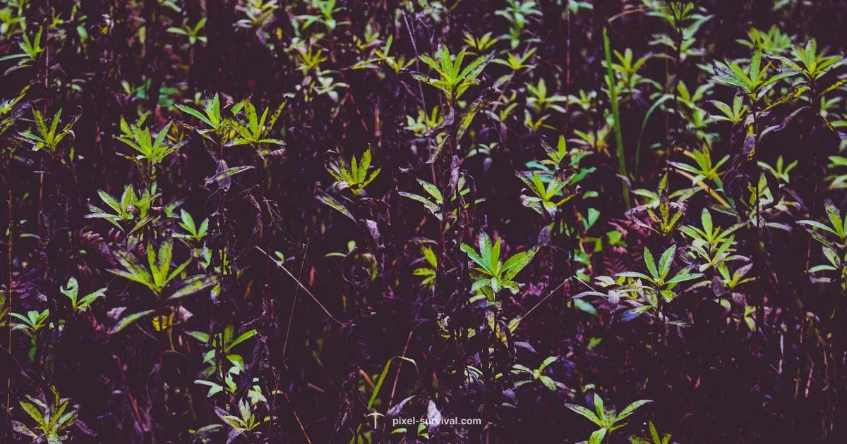 Snapthorn Guide for Terraria - Pixel Survival