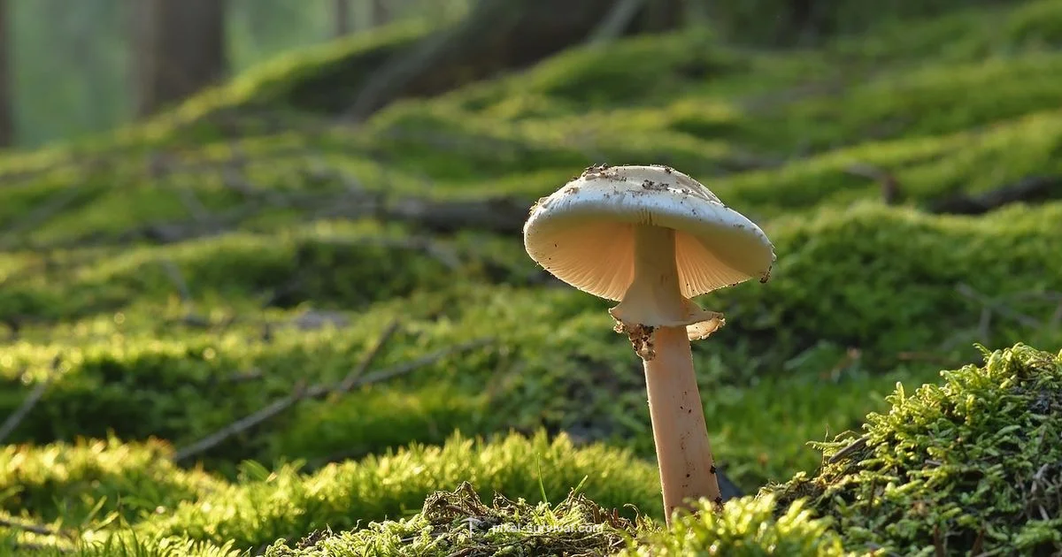 Mushroom Grass Seeds Guide - Pixel Survival