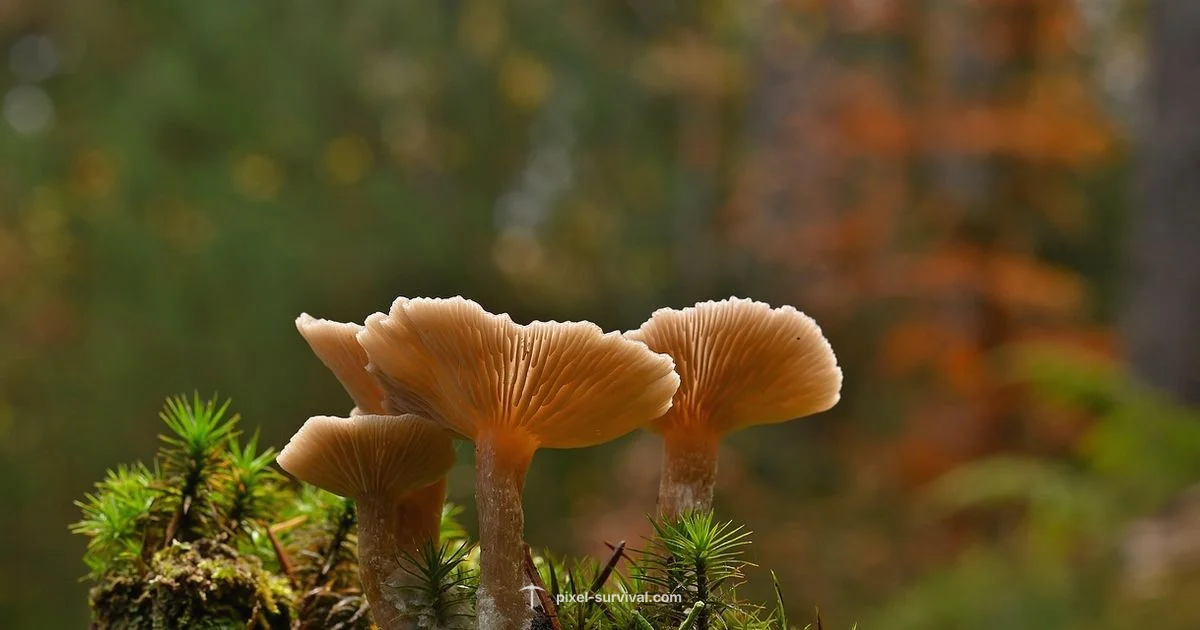 Truffle NPC Guide - Pixel Survival