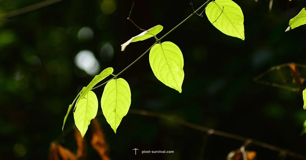 Strange Plant Guide Strange Plant Guide - Pixel Survival