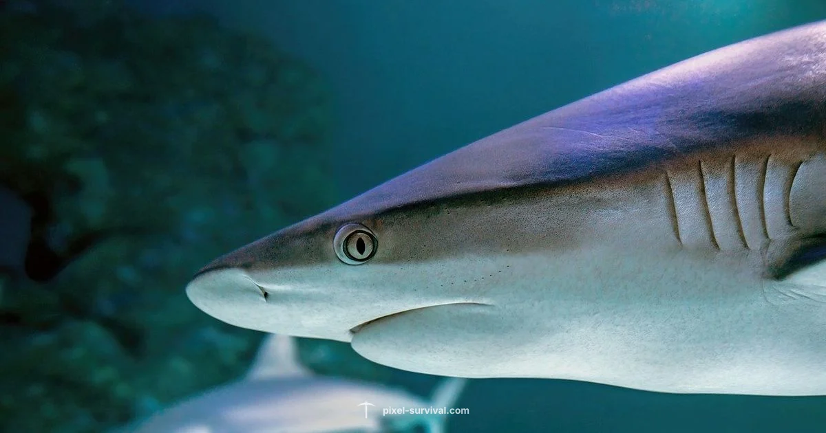 Great Sand Shark Guide Great Sand Shark Guide - Pixel Survival