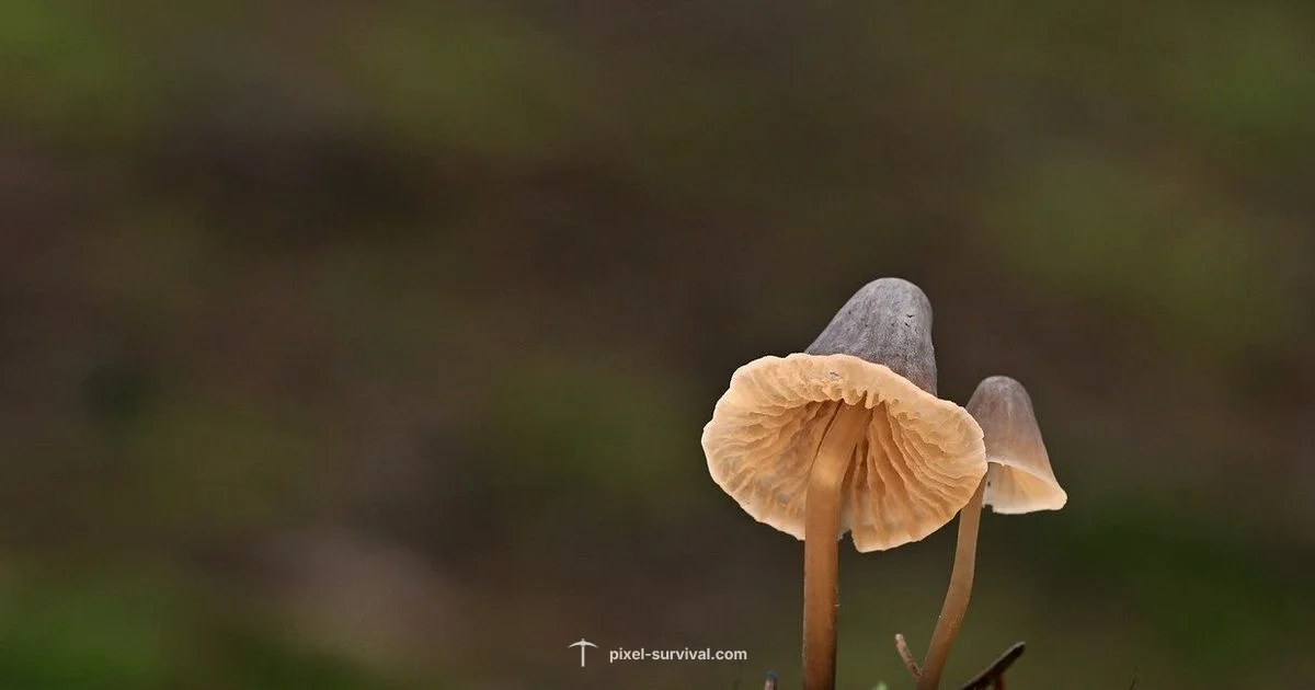 Jungle Spores Guide - Pixel Survival