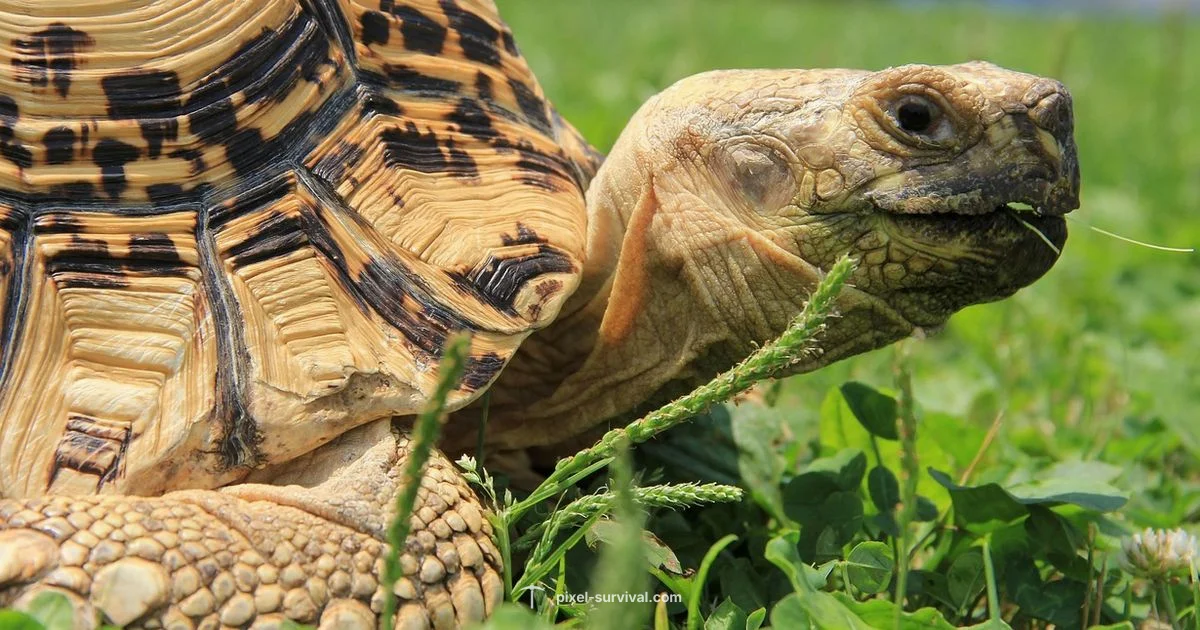 Terraria Turtle Shell Guide - Pixel Survival