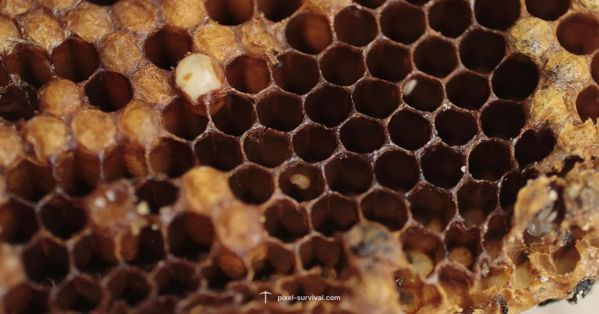 Queen Bee Guide - Pixel Survival