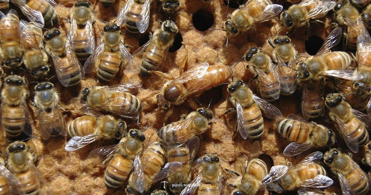 Queen Bee Guide - Pixel Survival