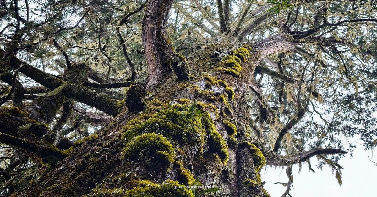 Jungle Rose Guide - Pixel Survival