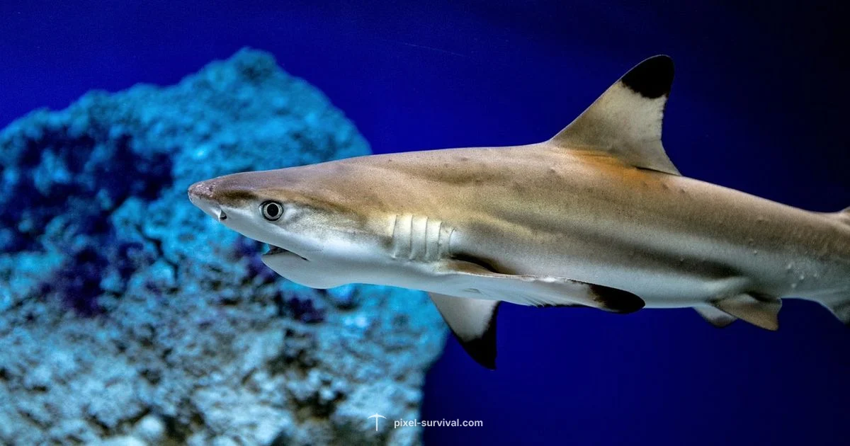 Shark Spawn Guide - Pixel Survival