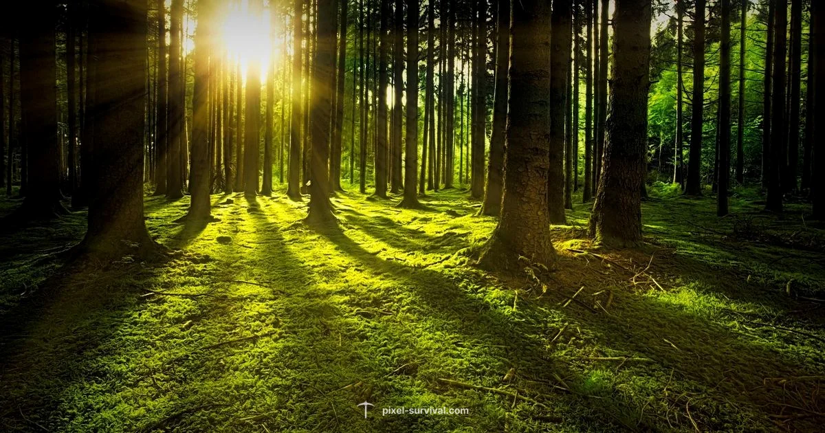 Nature Gift Terraria - Pixel Survival