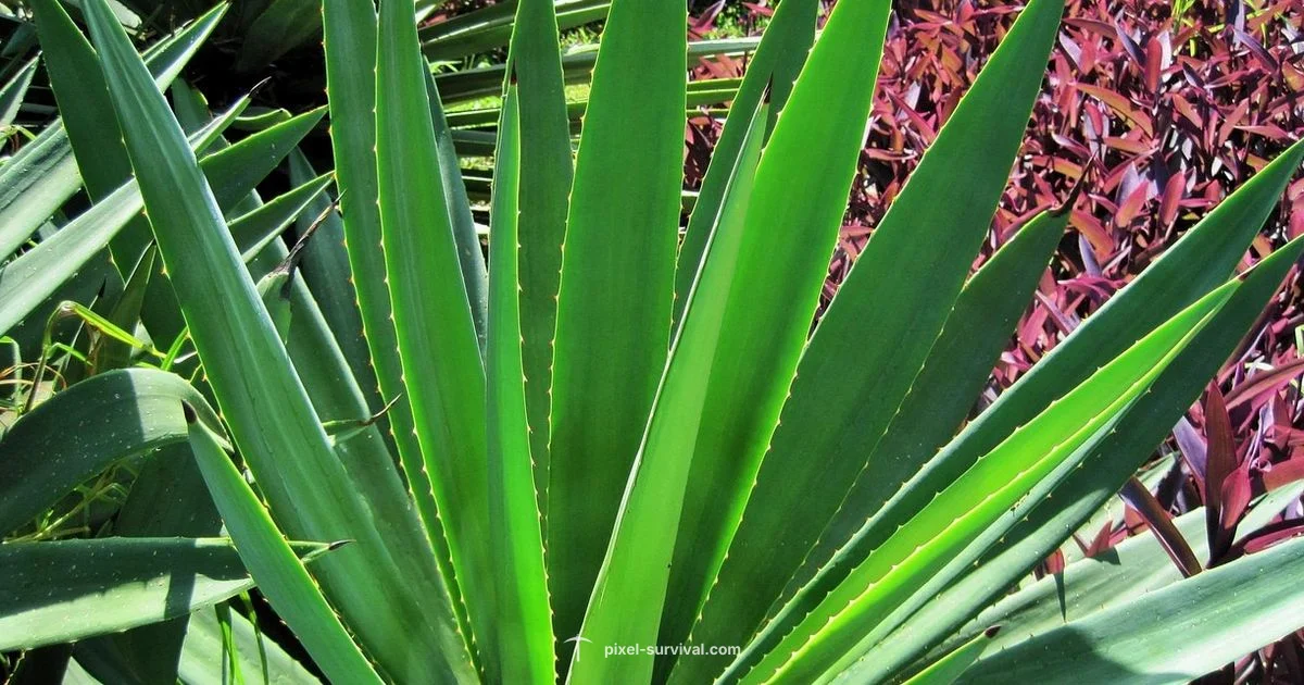 Plant Farming in Terraria - Pixel Survival