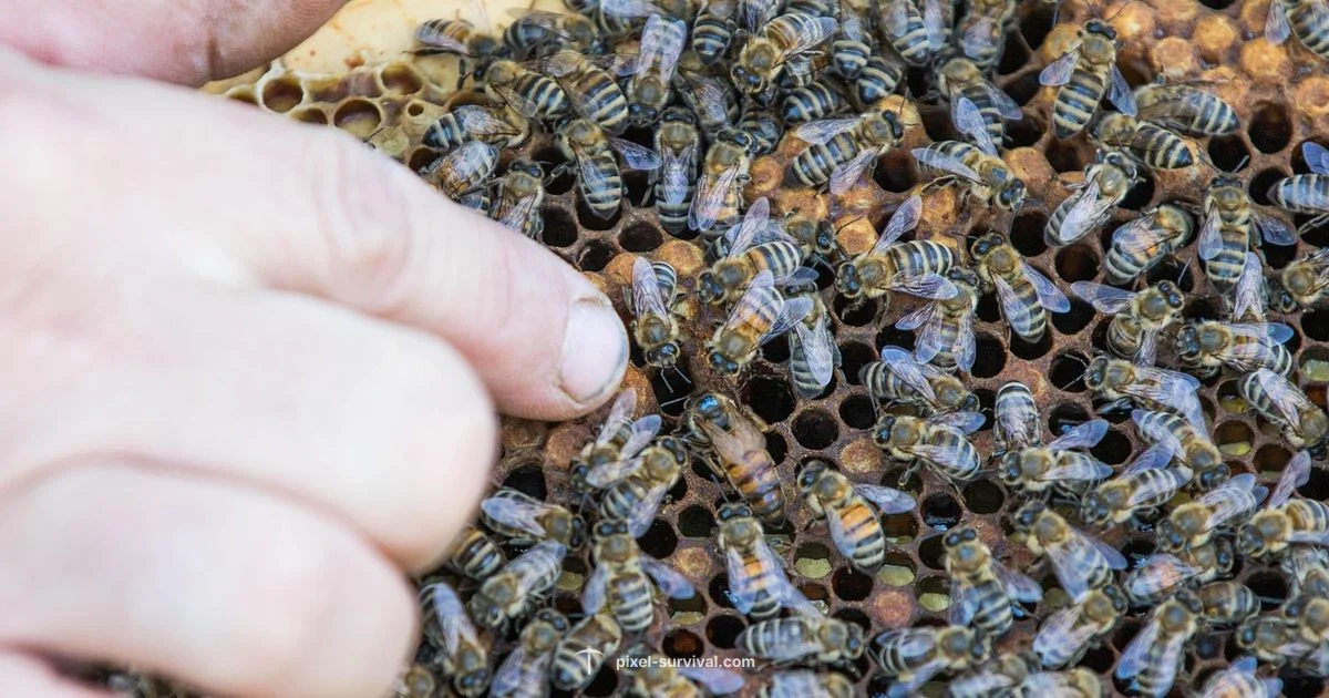 Queen Bee Guide - Pixel Survival