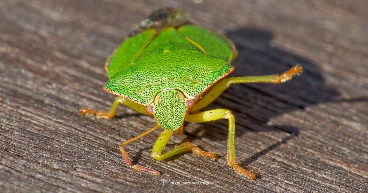 Ankh Shield Guide - Pixel Survival