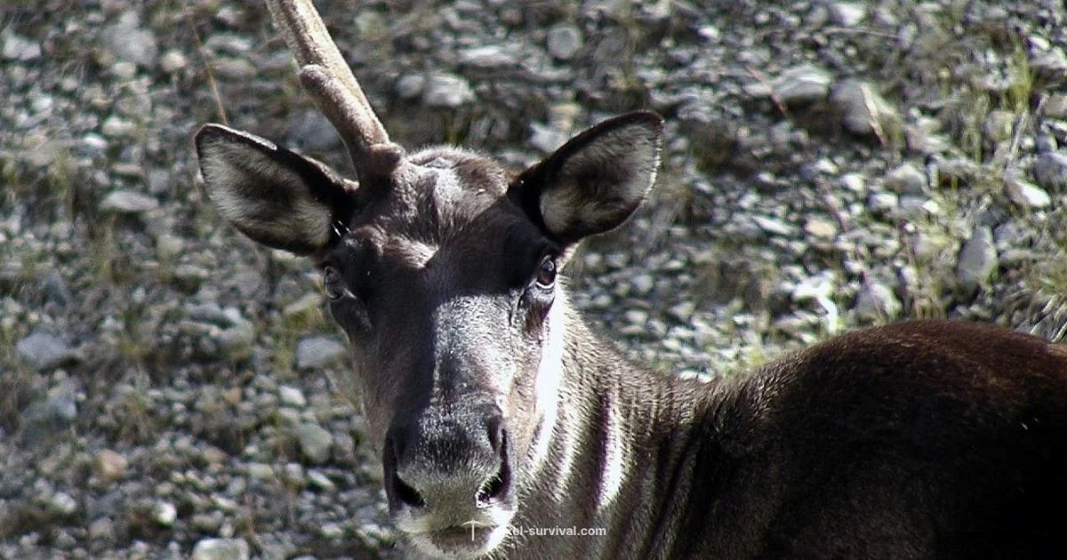 Unicorn Horn Guide - Pixel Survival