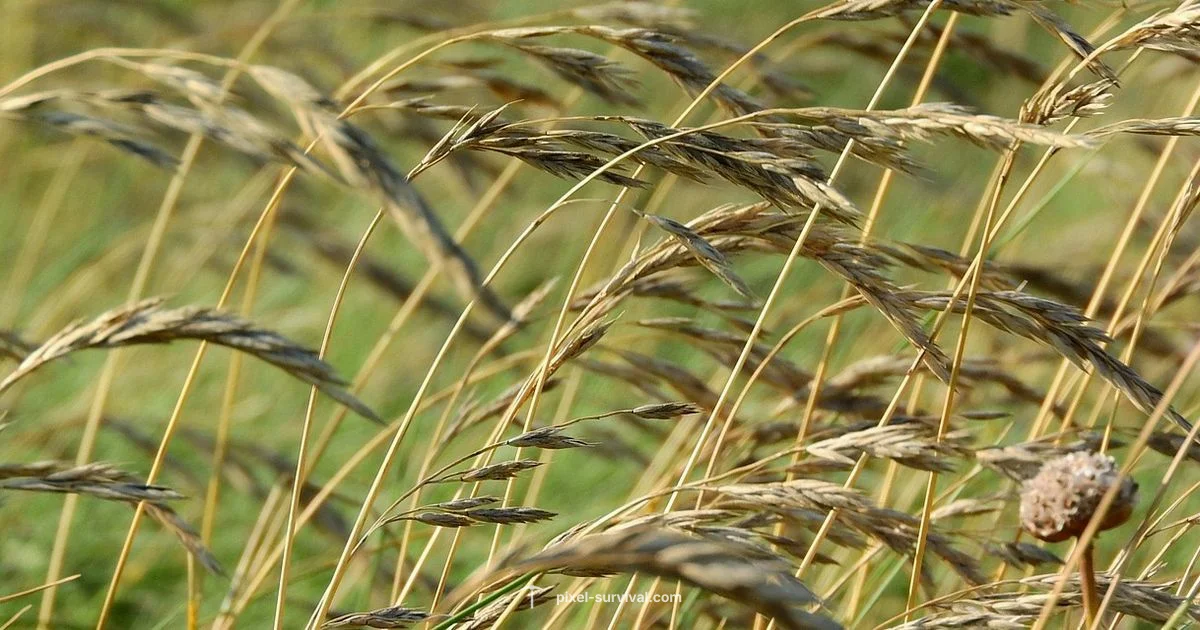 Grass Blade Terraria - Pixel Survival