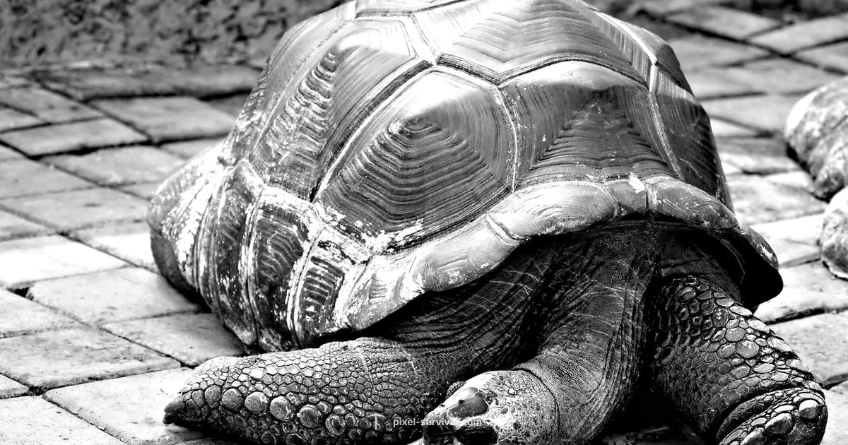 Turtle Armor Guide - Pixel Survival