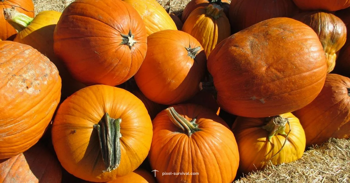 Pumpkin Farming in Terraria - Pixel Survival